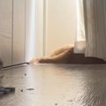 日向ぼっこ中の猫→いつもより早く『飼い主が帰ってきた』結果…気付い…