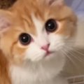猫にごはんをあげようと近づいたら…とんでもなくかわいい『おねだり』に悶…