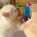 哺乳瓶で一生懸命ミルクを飲んでいた『赤ちゃん猫』→1年後…見違えるほ…