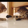 猫の夫婦喧嘩！テトさんの思いよ届け！