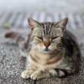 猫が不満を隠している時の態度５つ