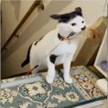 「獲物を仕留めました！」誇らしげに登場の猫さんがカッコイイと話題