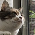 【猫あるある】猫がしがちな『おもしろネコ仕事』5選