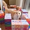 ティッシュの箱で廊下に『迷路』を作った結果→猫と犬が見せた『100点…