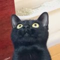 上を向いている黒猫→『胸元』を見てみると?……ワンポイントの『可愛す…