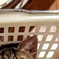 カゴの中でくつろいでいた『家に来て1か月の新入り猫』…あまりにも可愛ら…