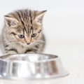 猫に絶対使ってはいけない『NG食器』3つの特徴！体に合っていない容器だと…