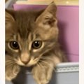 ランドセルを開けると中に入っていた『子猫』が…思わず笑みがこぼれる…