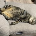 猫が飼い主の座る場所を占領する７つの心理