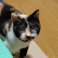 「21歳だなんて信じられない」→高齢の三毛猫の『動き』を見ていると……