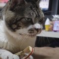 今だけ限定！紐をひとりじめしちゃう猫ちゃん♪