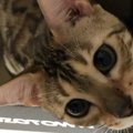 猫が飼い主の愛情を感じる『ベストな飼い方』5選