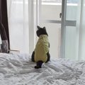窓の外を眺めていた猫→遊びに誘うときの声のトーンで呼んでみると…『可愛…