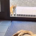 玄関の外で虫を食べていた『ひとりぼっちの痩せた野良猫』→出会いから&quo…