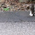 猫が食べてしまうと『危険すぎる虫』5選　起こりうる健康トラブルも解説