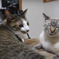 ベッドの上でわちゃわちゃ！作業中の飼い主さんたちを見守る猫さん♡