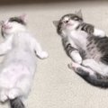 へそ天をする2匹の子猫→触ってみると…涙が出るほど『可愛い光景』が48万再…