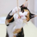 猫が下痢をして吐く時に考えられる病気とは