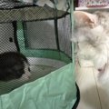 はじめまして！にゃんずと新入り子猫ちゃんのドキドキ初対面…♡