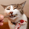猫が大喜びする『大好物な食べ物』TOP4　好んで食べる理由から与え方のコ…
