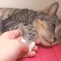 飼い主さん限定！猫ちゃんのプレミア握手会！