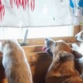配達の車がやって来ると、犬と猫が窓辺に集まって…「癒されまくった」「配…
