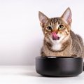 うちの猫に適正な『カロリー』はどれくらい？計算方法とフードの正し…