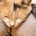 飼い主さんの膝の上で『くつろぎすぎたネコ』…まさかの体勢がすごすぎ…