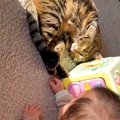 ネコの『肉球』が気になる様子の赤ちゃん→夢中で触っていると…予想外…