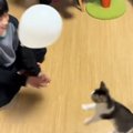 小学生のお兄ちゃんが子猫と『風船』で遊んだ結果…まさかの光景に「最高の…