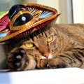 メキシコ大統領宮殿に住む猫たちが「生きた固定資産」として認定され…