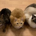 猫が玄関から離れないときの心理５つ