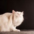 猫と暮らす家で『ノミ』を見つけたときの対処法4つ　室内飼いでも警戒すべ…
