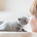 猫のブリーダーになるには？必要な資格や心得