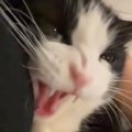 飼い主にぴったりとくっつくハチワレ猫→少しキレ気味になるも……微笑ま…
