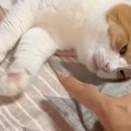 くつろいでいた猫の前に指を出してみたら…まさかの『可愛すぎる瞬間』が17…
