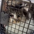 『引っかかれて、もう飼えない』と里親から連絡→猫を迎えに行った結果…