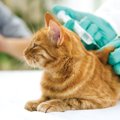 猫から人にうつる病気ってある？５つの病気と予防策