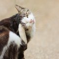 猫の体に『ハゲ』ができるときの原因3つ　病気の可能性から対処法まで…