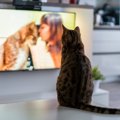 猫が『テレビ』をじっと見つめる理由4つ　考えられる心理や反応しがちな場面