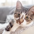 猫が『目』で訴えていること4つ！正しく見分ける方法とは？