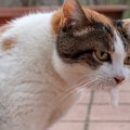 猫が『ブルブル震えている』ときに考えられる3つの原因　病院に連れて…