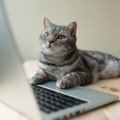 猫が『パソコン』の上に乗りたがる理由3つ　わざと邪魔しているの？対…