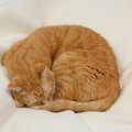 猫が『体を丸めて寝ている』3つの理由　かわいいニャンモナイトに秘められ…