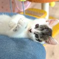 元気いっぱい遊ぶ保護子猫→お膝の上で仰向けになると…『可愛すぎる瞬…