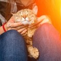 猫が『飼い主の足の間』に隠れるのはなぜ？５つの意味