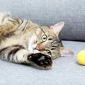 『運動したがらない猫』を遊ばせるための秘策3つ　そもそもなぜ動きた…