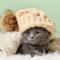 猫が洋服をとても嫌がる４つの理由