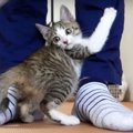 盲点！？扉の隙間からまさか！！初対面しちゃった猫ちゃんたち