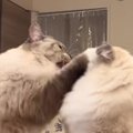 兄猫が弟猫のことを一発叩いたら…想像をはるかに超えてきた『まさかの反撃…